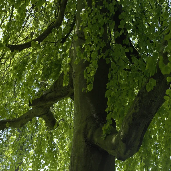 Dentro un albero verde — Foto Stock