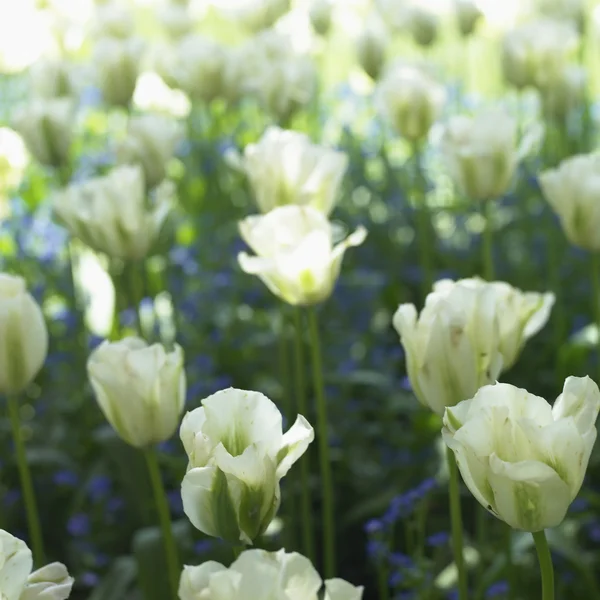 Bed van witte tulpen — Stockfoto