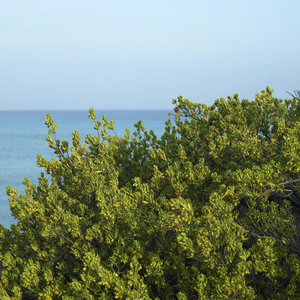 Green bushes — Stock Photo, Image