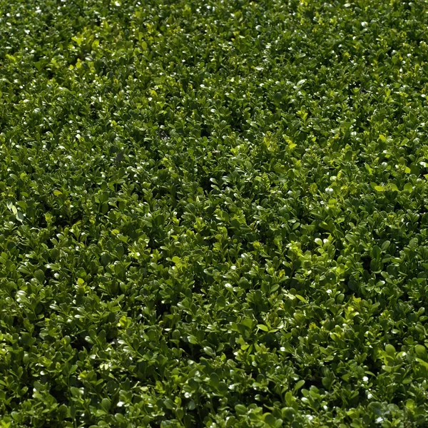 Grüne Hecke — Stockfoto