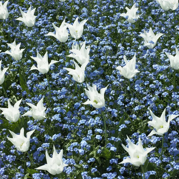Vita tulpaner och blå blommor — Stockfoto