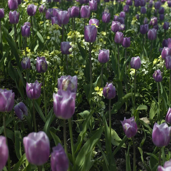 Paarse tulpen — Stockfoto