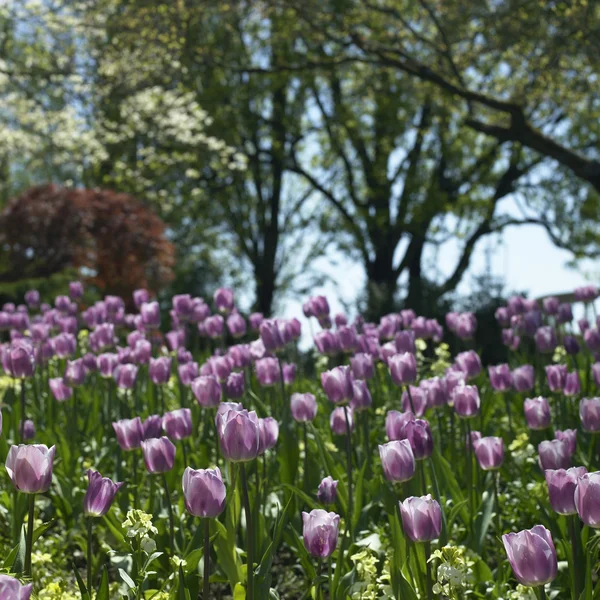 Paarse tulpen — Stockfoto