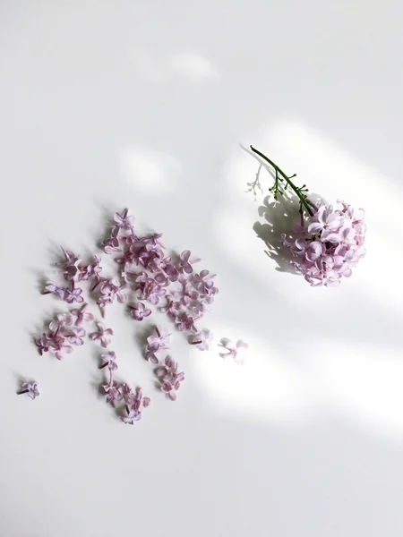 Lilac flowers — Stock Photo, Image