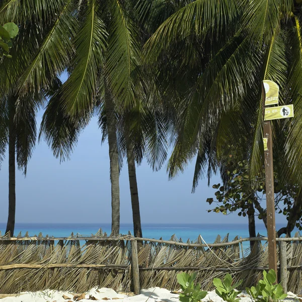 Palm tree pláže plotu — Stock fotografie