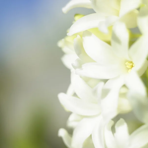 Witte bloei hyacint — Stockfoto
