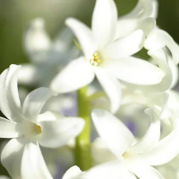 Witte bloei hyacint — Stockfoto