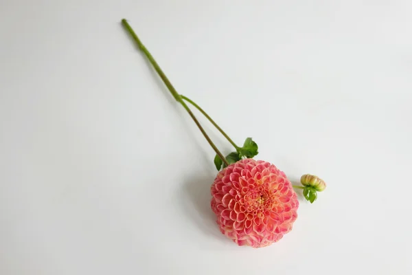 Turuncu dahlia çiçeği — Stok fotoğraf