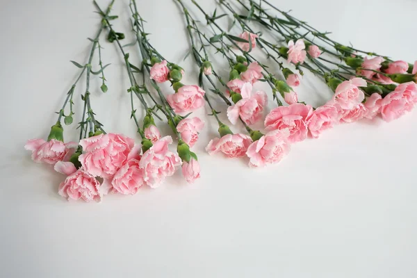 Rangée d'œillets roses — Photo
