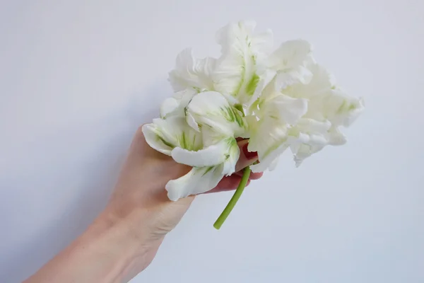 White and green tulips — Zdjęcie stockowe