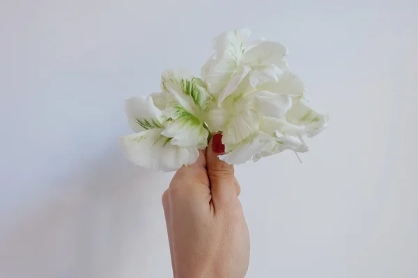Witte en groene tulp — Stockfoto