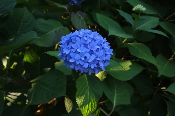 Květy modré hortenzie — Stock fotografie