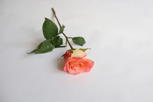 Rose corail simple — Photo