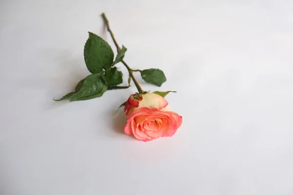 Rose orange simple — Photo