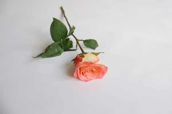 Rose corail simple — Photo