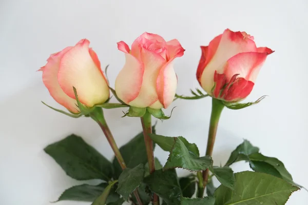 Три рожеві троянди — стокове фото