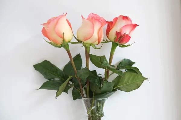 Τριαντάφυλλα σε βάζο — Φωτογραφία Αρχείου