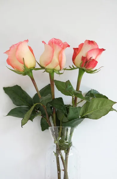 Rózsák vázában — Stock Fotó