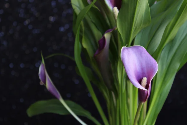 Bukiet lilii calla fioletowy — Zdjęcie stockowe