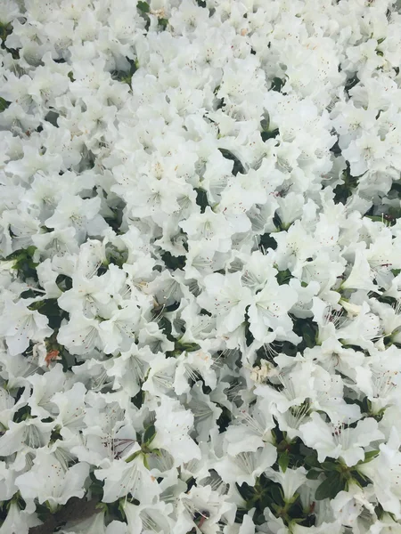 Vit Rhododendron — Stockfoto