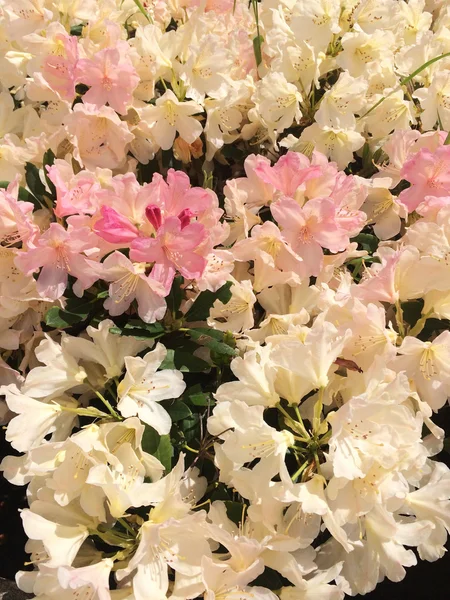 Sonnendurchflutete Rhododendrons — Stockfoto