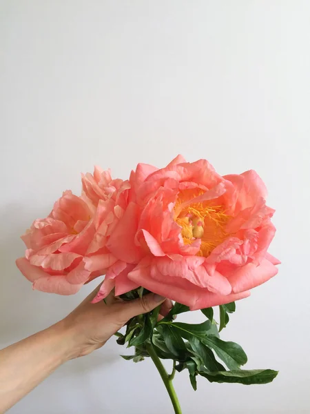 Büyük mercan peonies — Stok fotoğraf