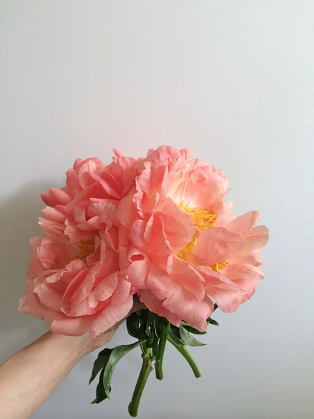 Büyük mercan peonies — Stok fotoğraf