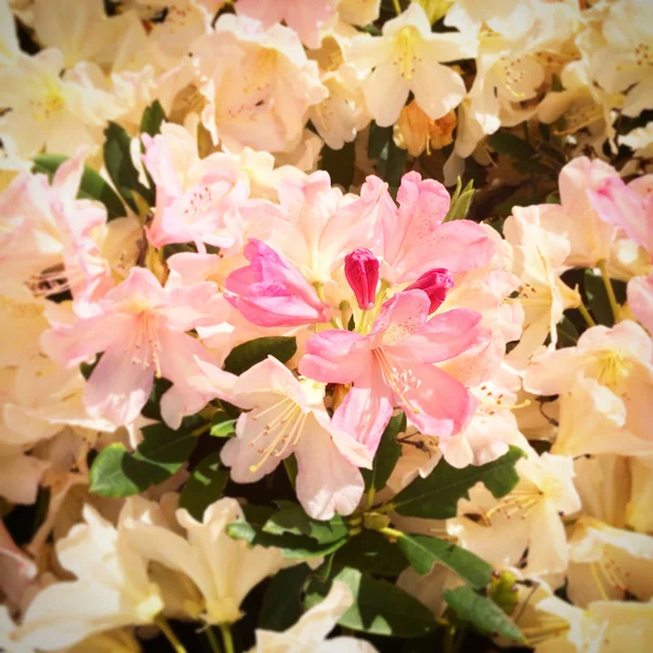 Sluncem zalité rododendrony — Stock fotografie