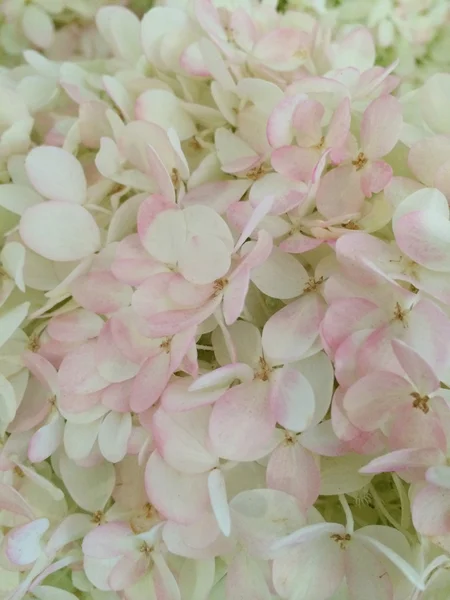 Ortensie bianche e rosa — Foto Stock