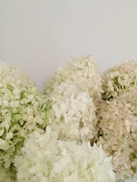 Bouquet d'hortensias blanches — Photo