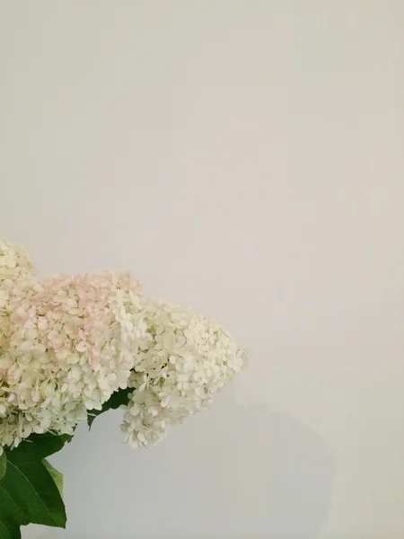 Bouquets d'hortensias blanches — Photo