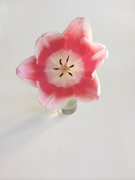 Růžová Tulipán — Stock fotografie