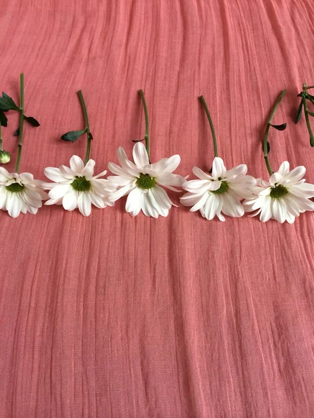 Weiße Gänseblümchen auf einer lachsfarbenen Decke — Stockfoto