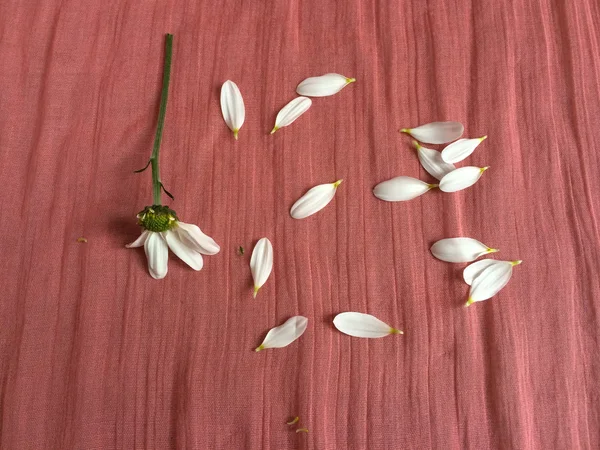 白い花の花弁 — ストック写真