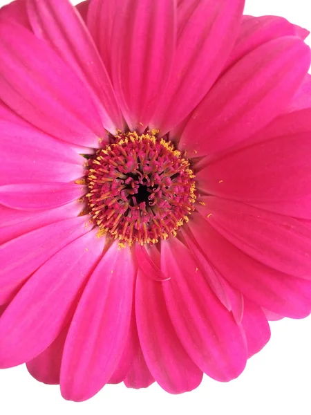 Magenta daisy — Stockfoto