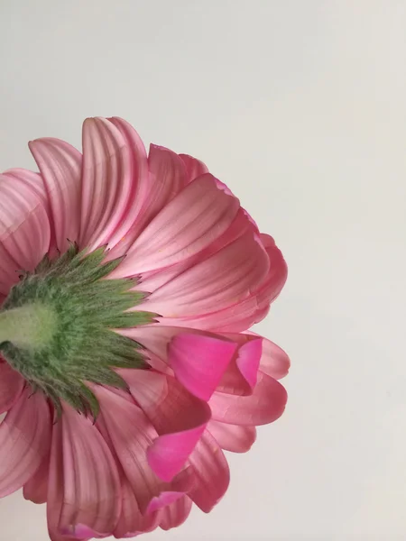 Jasny różowy stokrotka — Zdjęcie stockowe