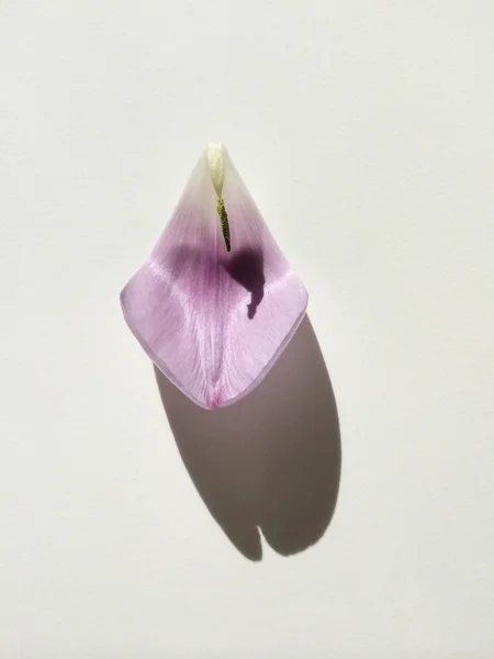 Tulipán plátku — Stock fotografie