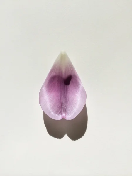 Tulipán plátku — Stock fotografie