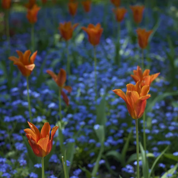 Rote Tulpen — Stockfoto