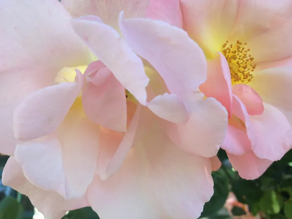 Rosa Rosen mit gelben Zentren — Stockfoto