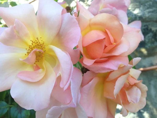 Rosas cor de rosa com centros amarelos — Fotografia de Stock