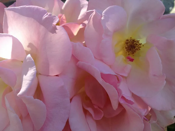 Rose rosa con centri gialli — Foto Stock
