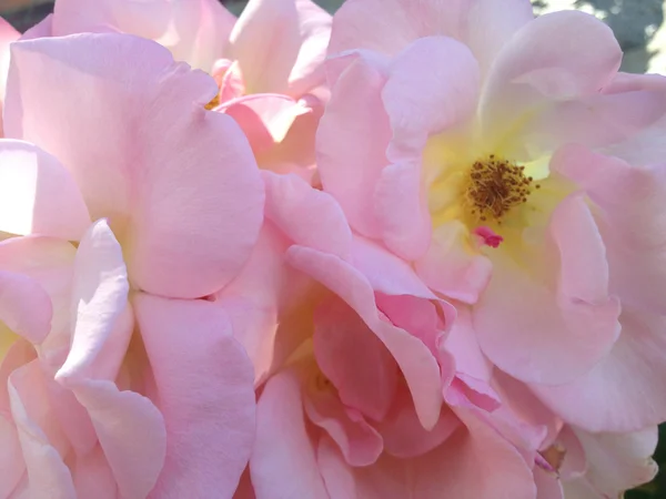 Rosa Rosen mit gelben Zentren — Stockfoto