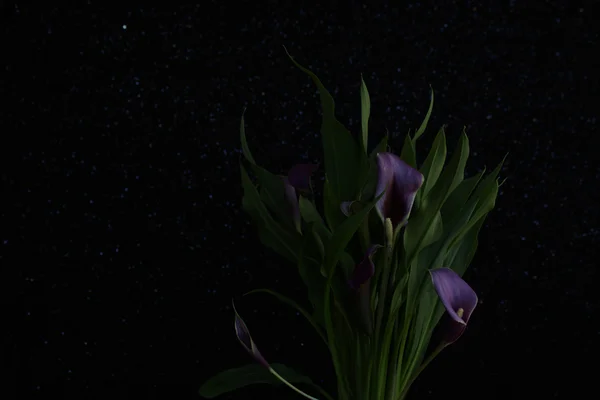 Silhouette Bouquet von lila Calla-Lilien lizenzfreie Stockbilder