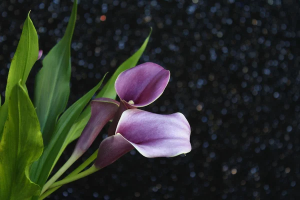 Strauß lila Calla-Lilien lizenzfreie Stockfotos