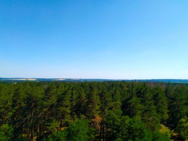 Pencereden güzel manzara, kozalaklı bir ormanın panoramik fotoğrafı.