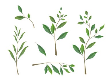 Okaliptüs yaprağı vektörü