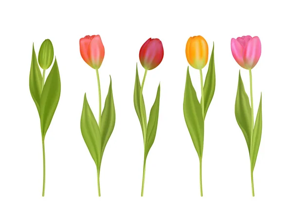 Tulipanes realisitc conjunto — Vector de stock