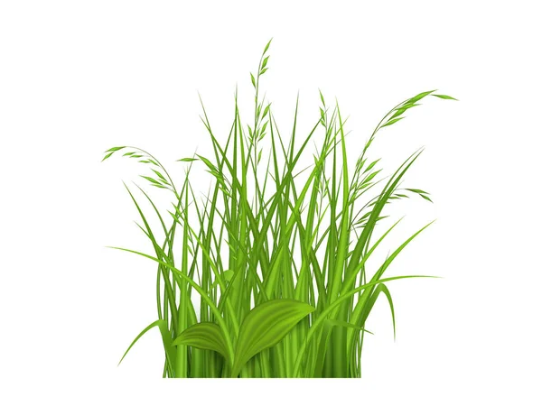 現実的な草のベクトル — ストックベクタ