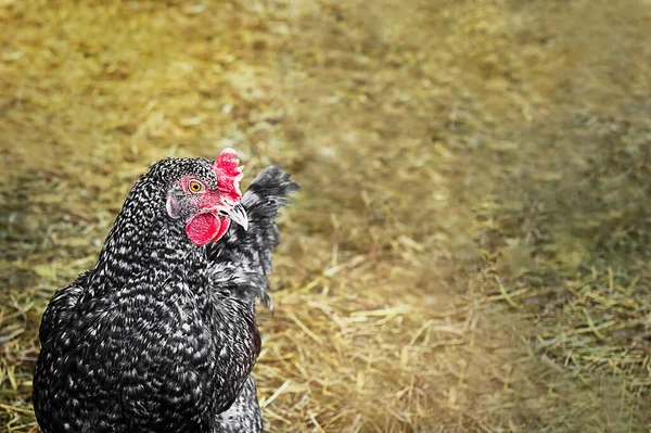 Saman üstünde tek bir siyah chiken. Yumuşak odak arkaplanı.